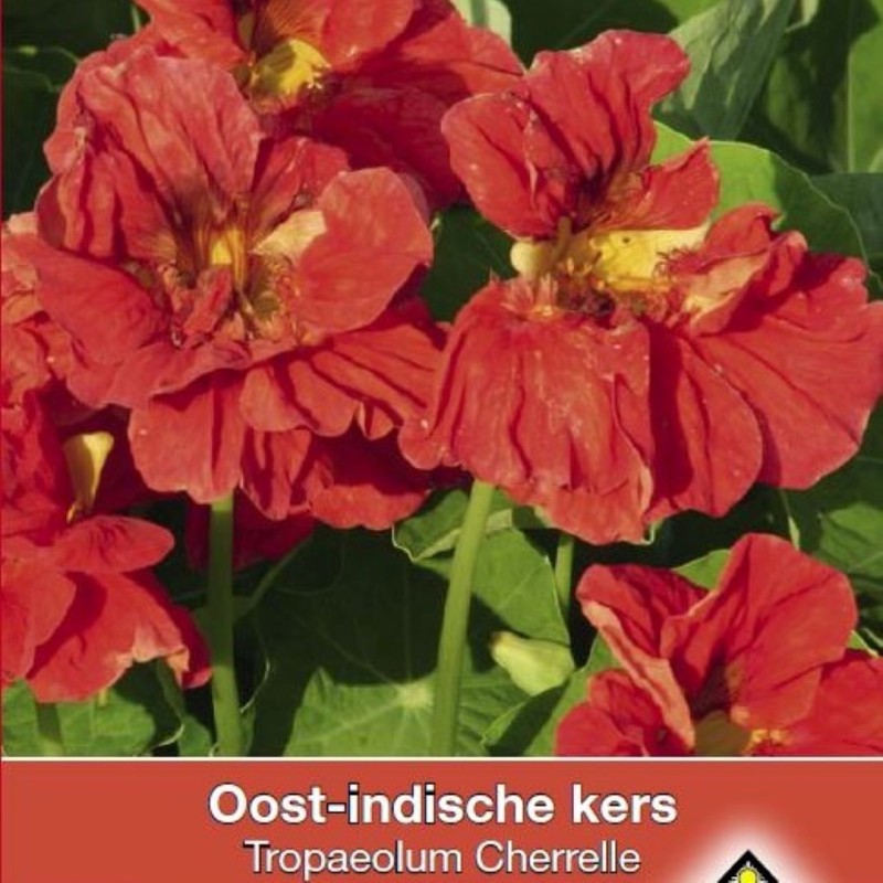 Tropaeolum majus nanum 'Cherelle' -zaden-
