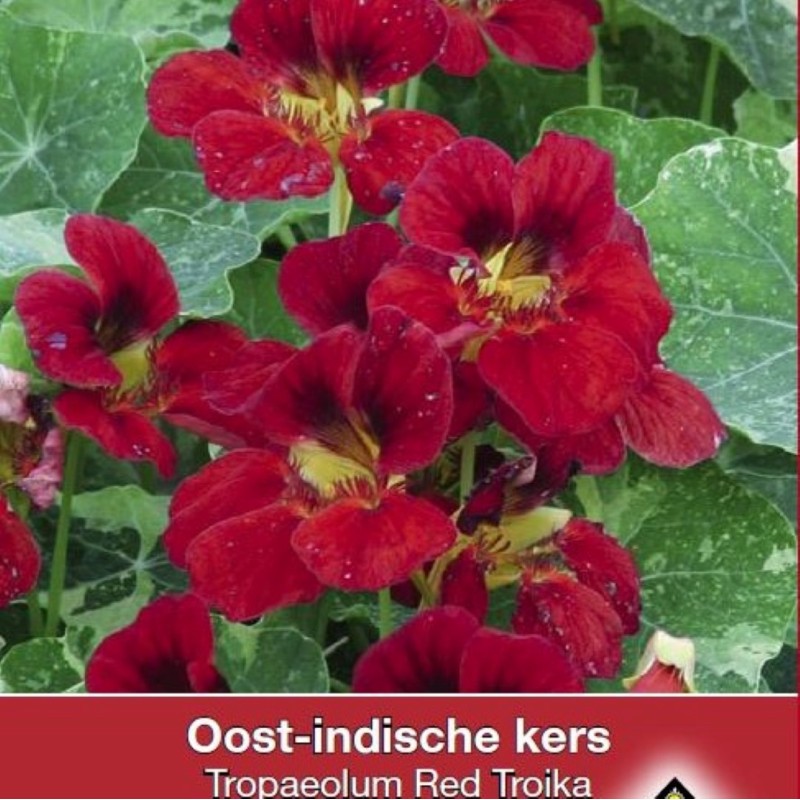 Tropaeolum majus nanum 'Red Troika' -zaden-