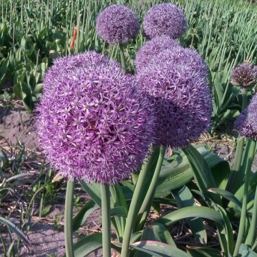 Allium 'Party Balloons'