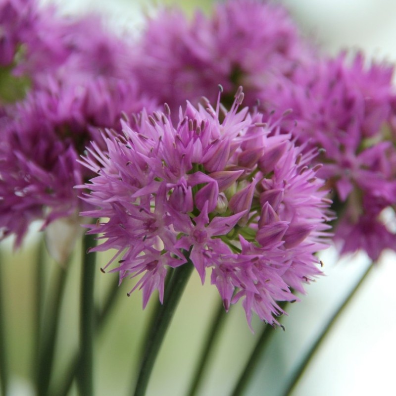 Allium carolinianum 'Rosy Dream'