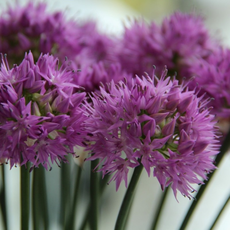 Allium carolinianum 'Rosy Dream'