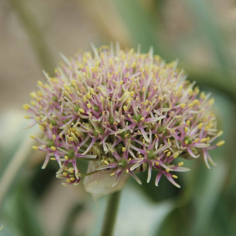 Allium shelkovnikovii Allium shelkovnikovii