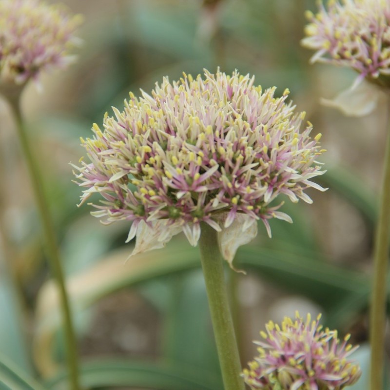 Allium shelkovnikovii Allium shelkovnikovii