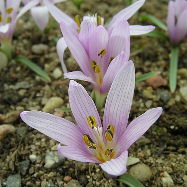 Colchicum munzurense