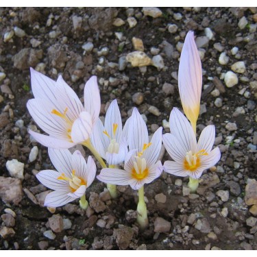 Crocus hatayensis