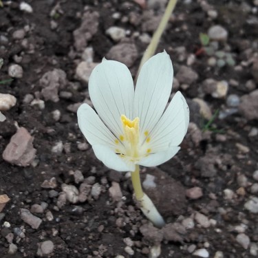 Crocus vallicola