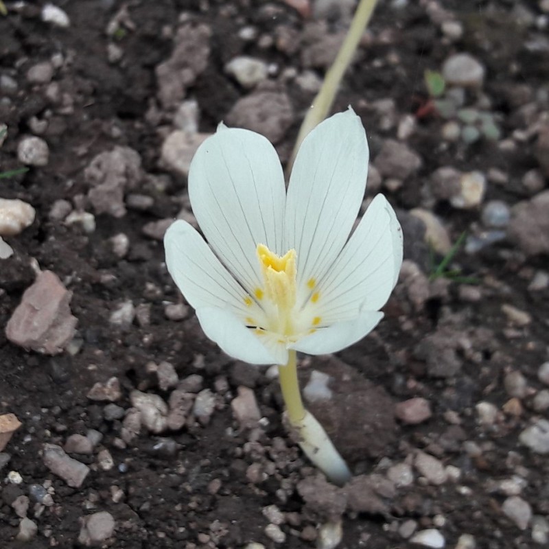 Crocus vallicola
