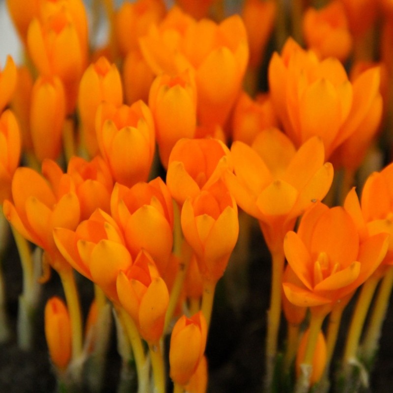 Crocus gargaricus