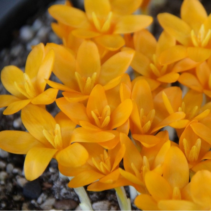 Crocus gargaricus