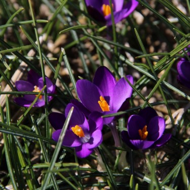 Crocus minimus 'Bavella'