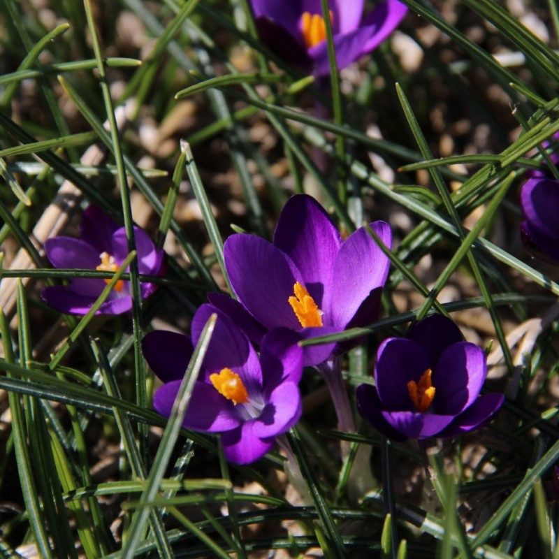 Crocus minimus 'Bavella'