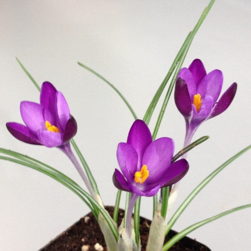 Crocus minimus 'Bavella'