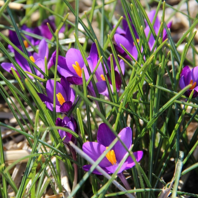 Crocus minimus 'Bavella'
