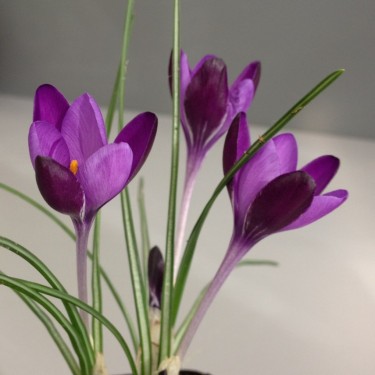 Crocus minimus 'Bavella'