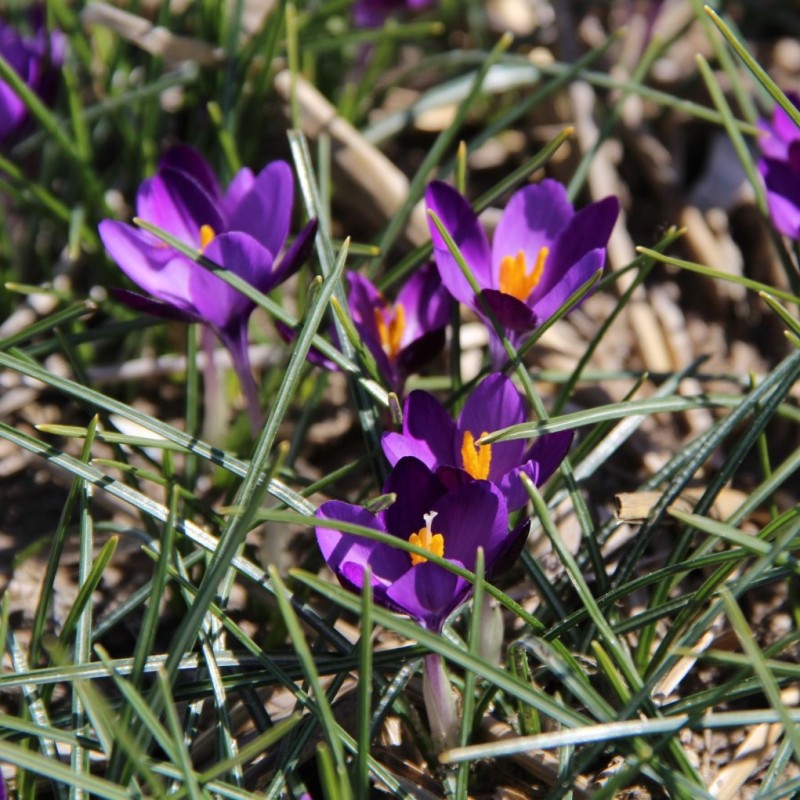 Crocus minimus 'Bavella'
