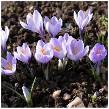 Crocus neglectus Crocus neglectus