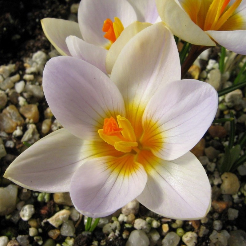 Crocus sieberi 'Cream Diamond'