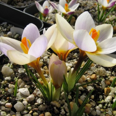 Crocus sieberi 'Cream Diamond'