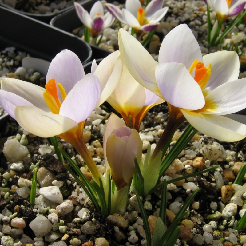 Crocus sieberi 'Cream Diamond'