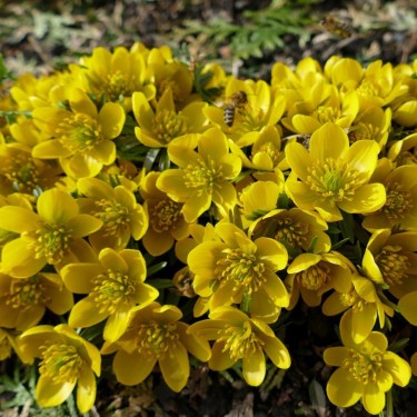 Eranthis tubergenii 'Sachsengold'