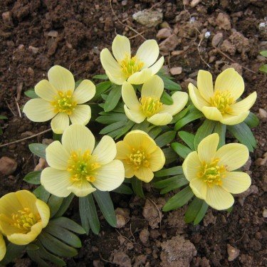 Eranthis hyemalis 'Schwefelglanz' 
