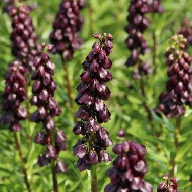 Fritillaria persica 'Purple Dynamite'