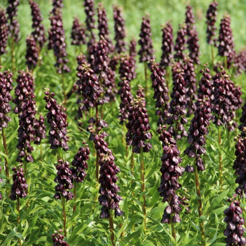 Fritillaria persica 'Purple Dynamite'