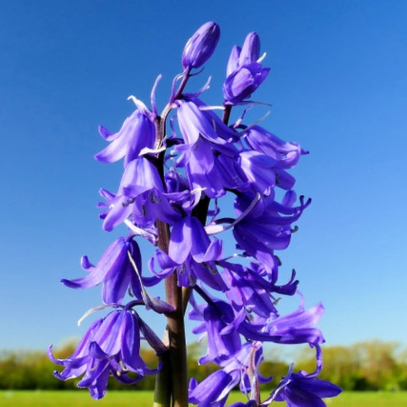 Hyacinthoides hispanica 'Bakkum's Blue'