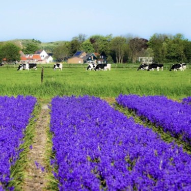 Hyacinthoides hispanica 'Bakkum's Blue'