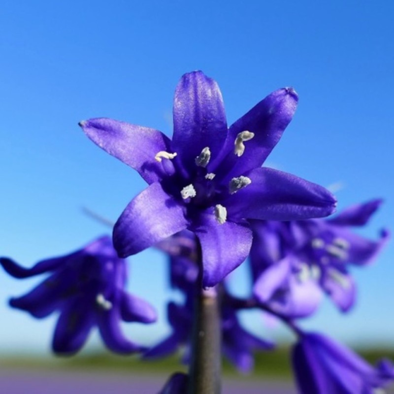 Hyacinthoides hispanica 'Bakkum's Blue'