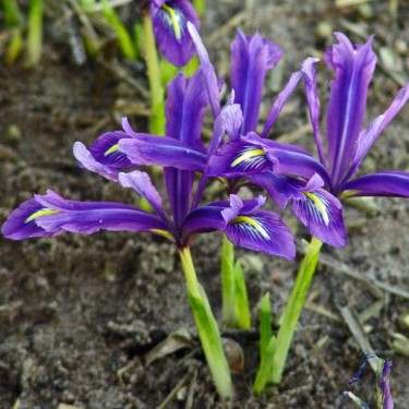 Iris histrioides var. sophenensis