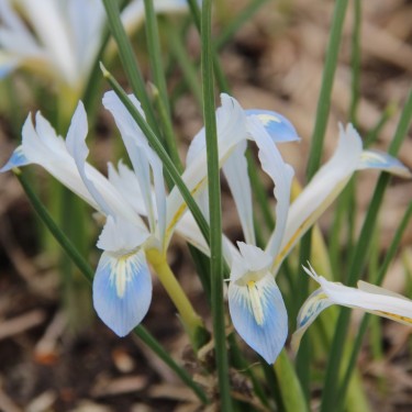 Iris reticulata 'Frozen Planet'