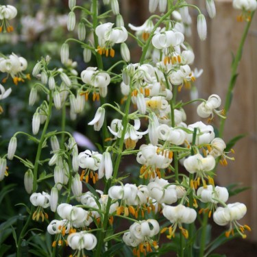 Lilium martagon 'Snowy Morning'