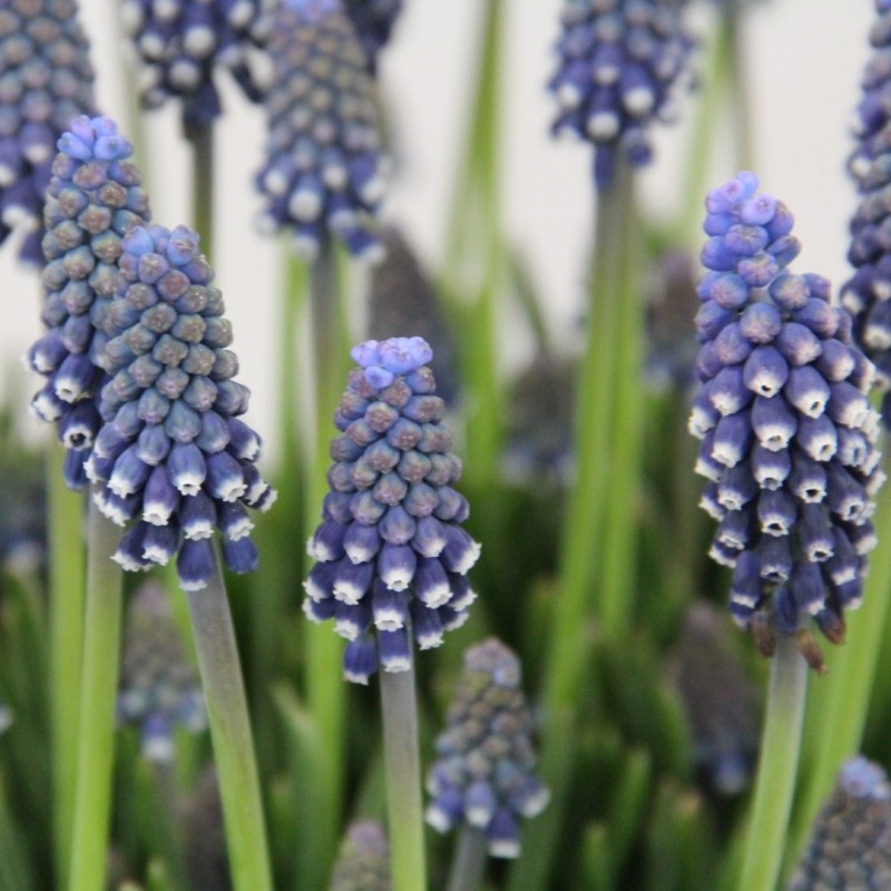 Muscari 'Night Eyes'