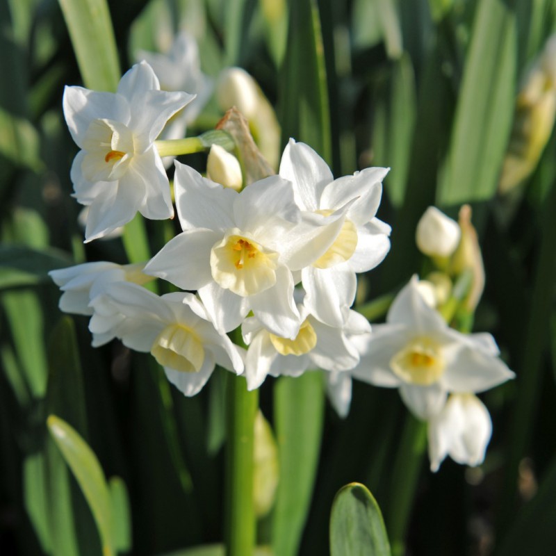 Narcissus 'Grand Primo...
