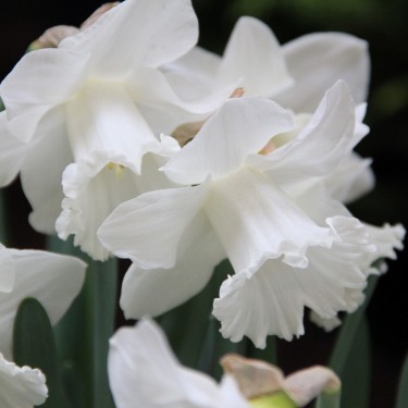 Narcissus 'Queen Juliana'
