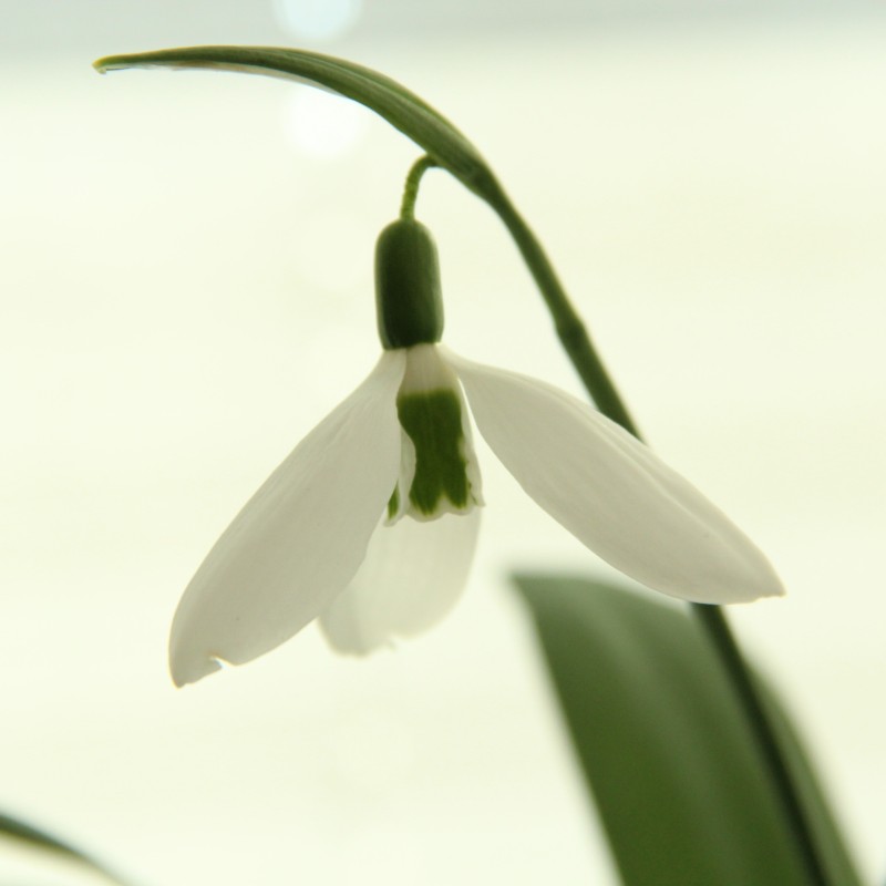 Galanthus 'Louise Ann Bromley'