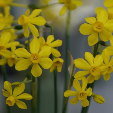 Narcissus willkommii