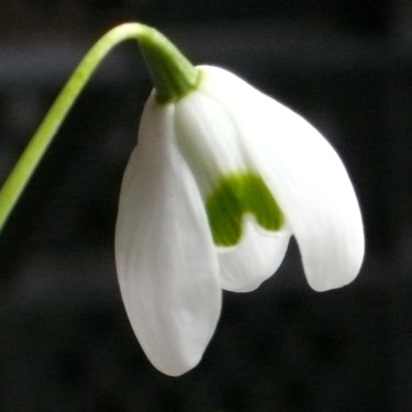 Galanthus 'Rodmarton'