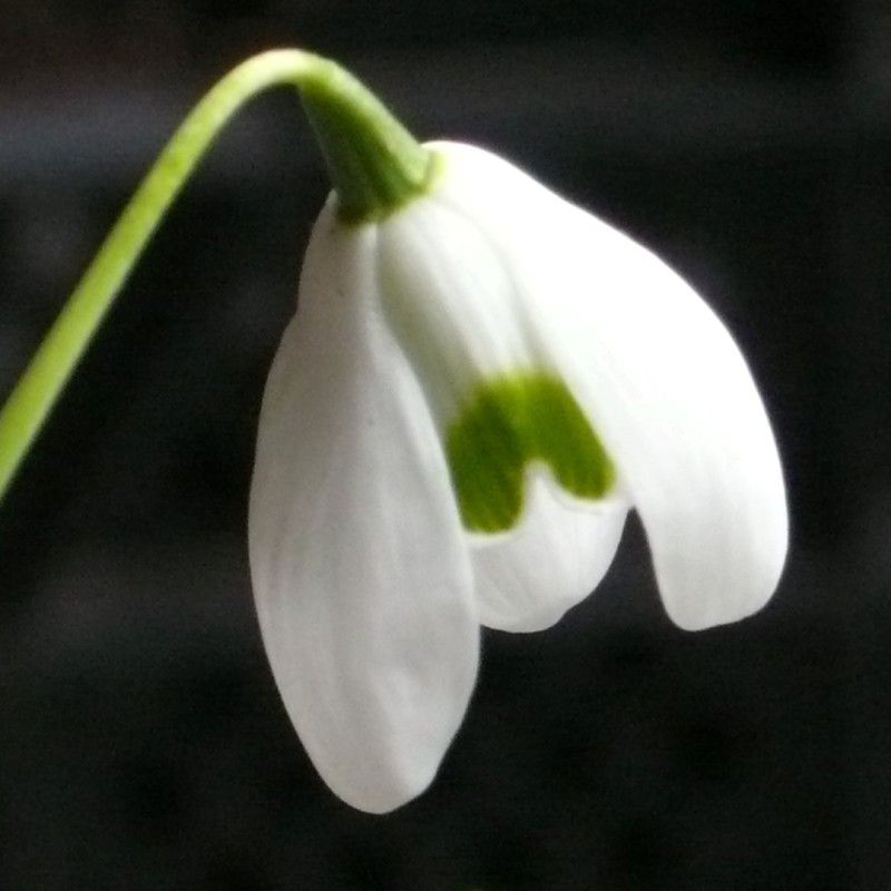 Galanthus 'Rodmarton'