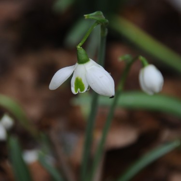Galanthus 'Rodmarton'