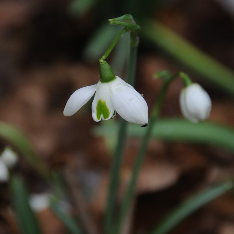 Galanthus 'Rodmarton'
