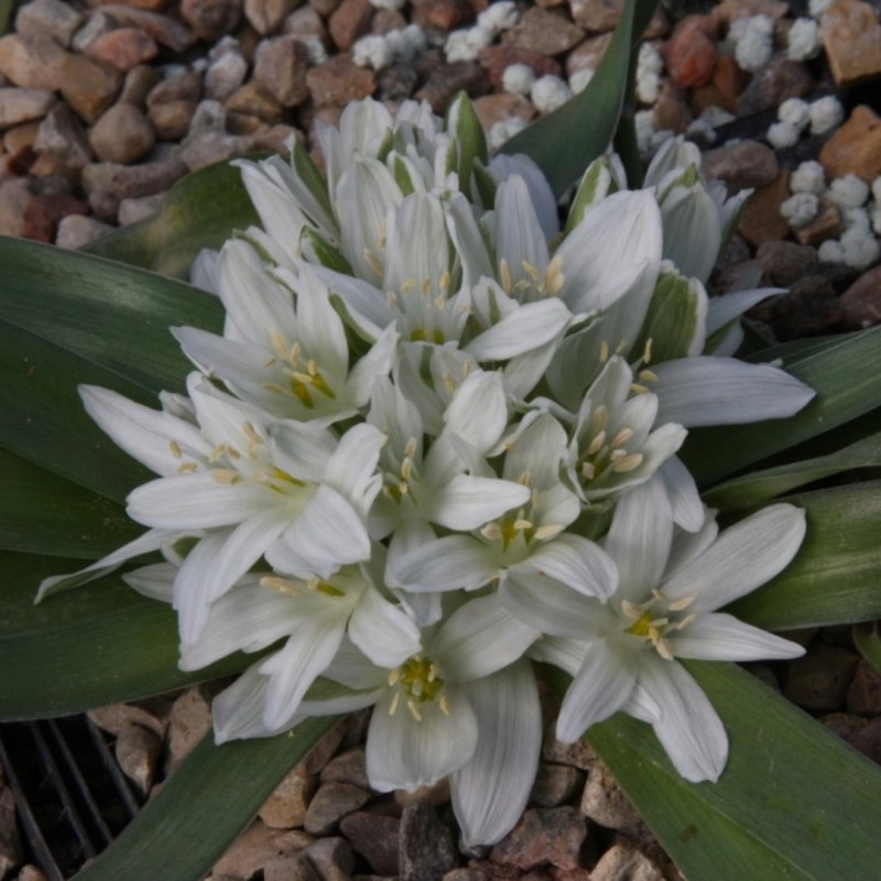 Ornithogalum lanceolatum Ornithogalum lanceolatum