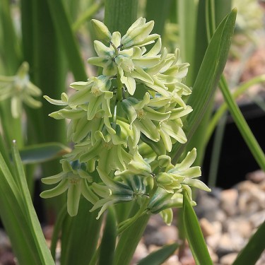 Puschkinia peshmenii