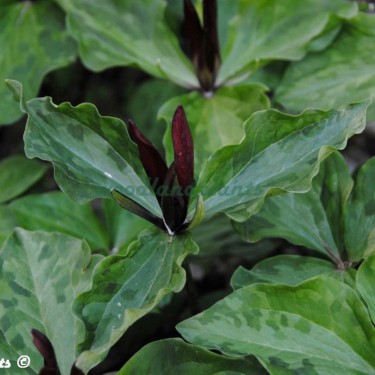 Trillium angustipetalum