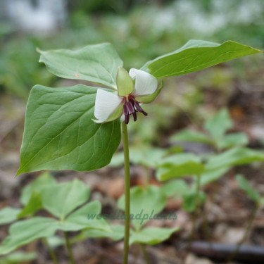 Trillium rugellii