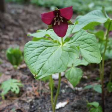 Trillium sulcatum
