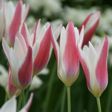 Tulipa clusiana 'Lady Jane'