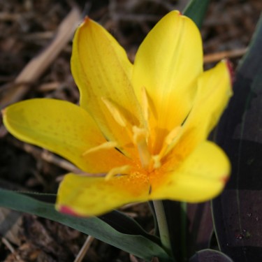 Tulipa dubia 'Beldersai'