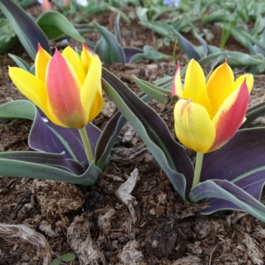 Tulipa dubia 'Beldersai'